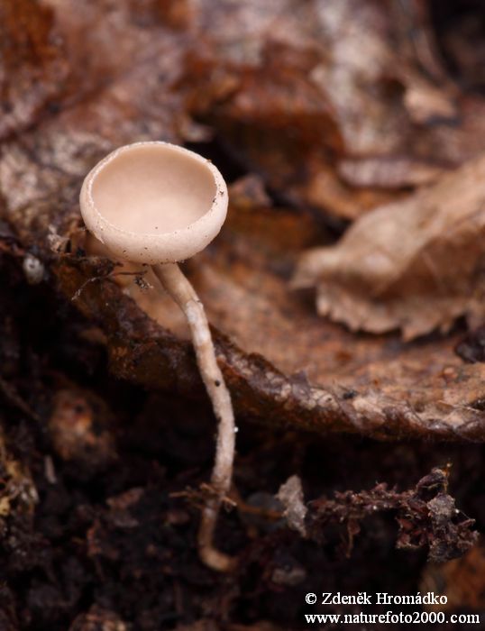 jehnědka lísková, Ciboria coryli (Houby, Fungi)